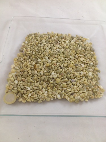 Umbonium white 200 gr.